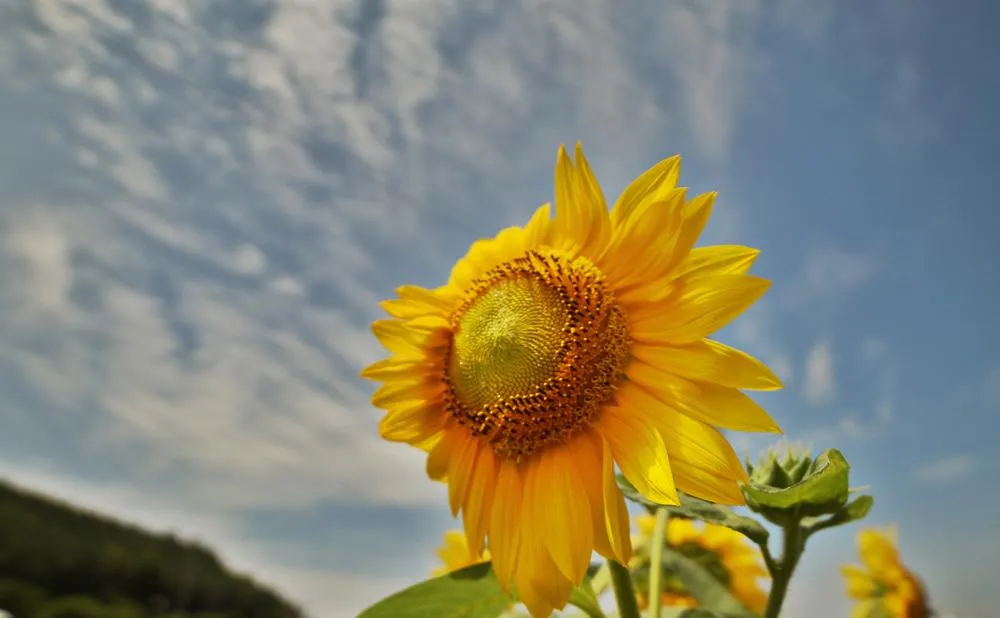 14mm F2.8 Full Frame Ultra Wide Angle