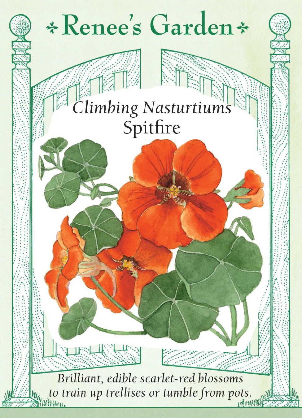 Nasturtium Spitfire