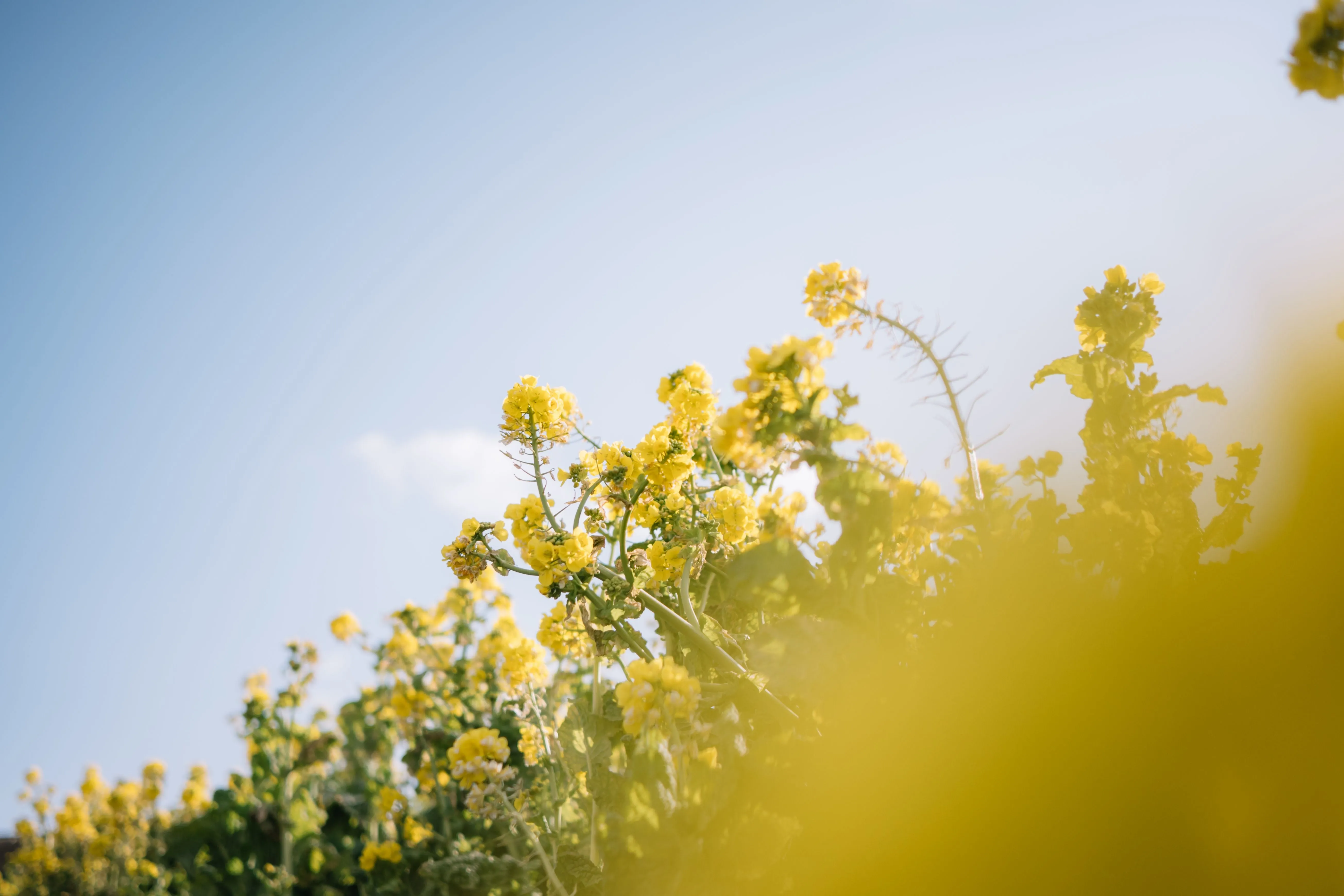 Nikon NIKKOR Z DX 24MM f/1.7